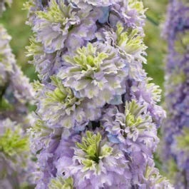 Thompson Morgan Delphinium Elatum Highlander Crystal Delight 9Cm Potted Plant X 1