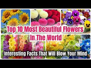 Top Ten Most Beautiful Flowers in The World | Interesting Facts That Will Blow Your Mind