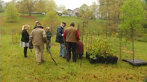 Bringing back a giant: Foundation plants chestnut trees on Biltmore Estate