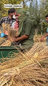 Kashmir’s Paddy Thrashing Machine | A Game Changer for Farmers in Rural Areas The machine significantly reduces manual effort and promises to be a major relief for farmers, especially in rural areas. With this step, farming in Kashmir is set to become easier, faster, and more efficient. #kashmir #paddy #thrasher #machine #ruralarea | Kashmir Observer