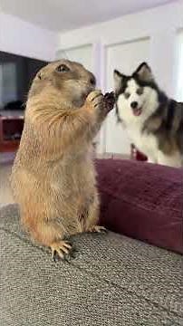 Poppy Q&A Pros & Cons of Prairie Dogs as pets