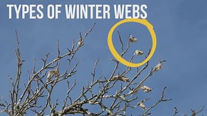 Want to get rid of browntail moths now? Here’s how