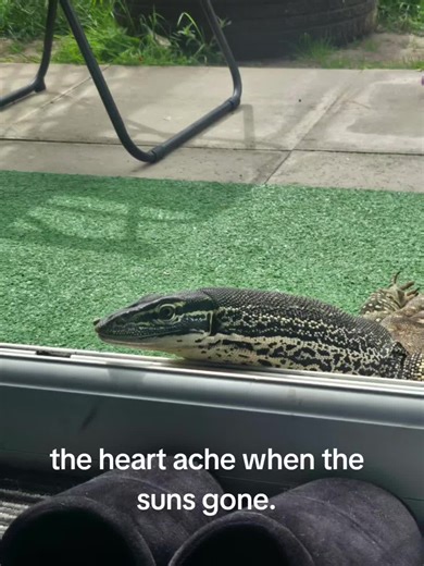 Discover the Charm of Argus Monitor Lizards