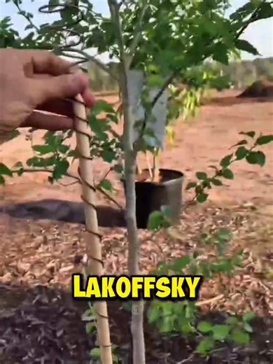 3.8K views · 38 reactions | ELECTROCULTURE Lost Gardening...