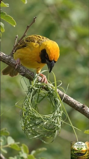 Tailorbird🐦 How a Weaver Bird Builds Its Amazing Nest!
