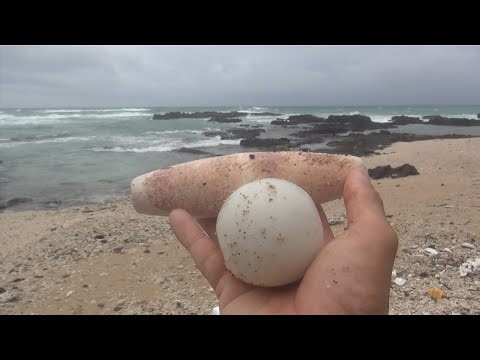 search for objects washed ashore
