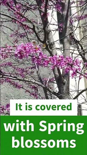 My Favorite Tree for Small Spaces: The Forest Pansy Redbud