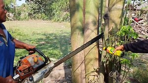 Chainsaw Mastery in Cutting Down Large Kapok Tree