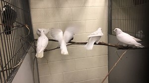 Seized from problem property, nearly 200 birds up for adoption at Utah shelter