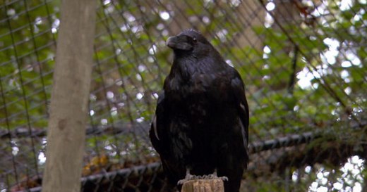 The raven's dark reputation