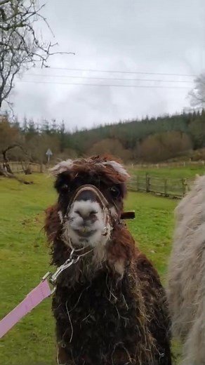 🥰🦙💕 Training has been underway with our two new additions! It has been a steep learning curve for both Carlos and El Niño but they are taking it in their stride and we couldn't be prouder of them!! We have been getting them used to wearing headcollars and then responding to being led and moving forward. They are getting the hang of it and growing in confidence every day- hopefully they will be ready to join the trekking team next year! 🥰🦙💕 #alpacas #alpacatraining #alpacatrekking | Little 