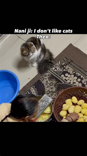 Theo🐾 | Persian Cat | Pet Influencer on Instagram: "#cats #catsoftiktok #theo #explore #viral persian kitten , fyp , explore , for you , viral , theo , slomo , meow , kitten turning into cat, cat emotional, cute , love , genz, cat mom , asian parents , cat mom relation , love bond, kitten cute, baby cat , genz cat, traditional, cat meme"