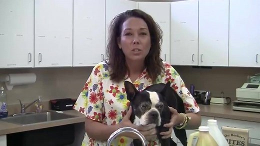 If your dog loves to run outside, it's important that you clean and disinfect his paws before coming into the house. | Dr. Karen Becker