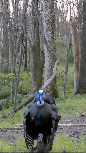 Calling When A Hen Is Being Bred | Turkey Hunting
