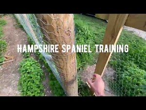 Novice rabbit Penn training
