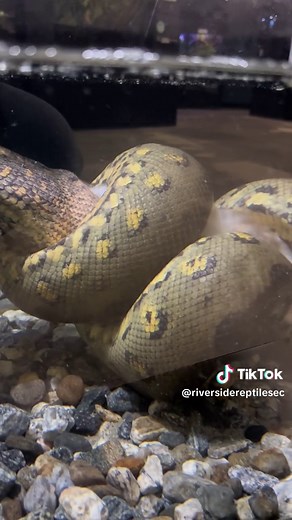 The male Green Anaconda eating a 4.7-pound rabbit. Anacondas are ambush predators, so we stimulate a feeding response by wiggling the rabbit near the water. #anaconda #greenanaconda #eunectesmurinus #anacondaeating #anacondaeatsrabbit #giantsnake