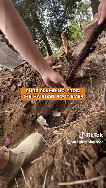 The hairiest root ever pulled—this thing’s a monster 🌱🫣 Tree roots love getting into pipes, but this one went overboard. We ripped it out, cleared the line, and now water’s flowing smooth again. Nature vs. plumber? We win every time 💪🏻 #pureplumbingpros #plumberlife #rootremoval #drainageproblems