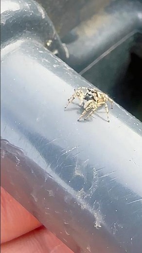 Uk wild jumping spiders are always so friendly! #jumpingspiders