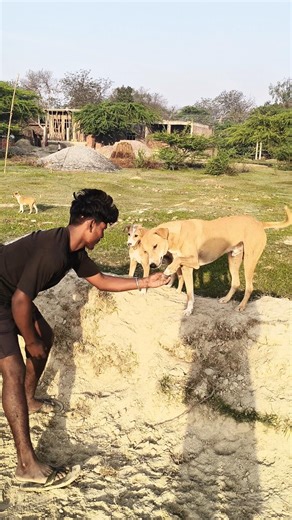 Dog performs amazing flip 🐶🤸🏻 #dogflip #dogtrick #agilitydog #funnydogs #doglover #pets
