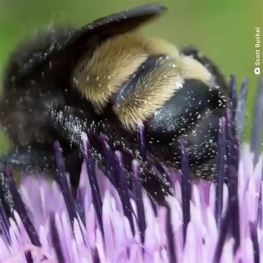 103 reactions · 63 shares | This fuzzy teddy bear of a bee  is the...