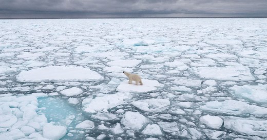 Habitat | Polar Bears International