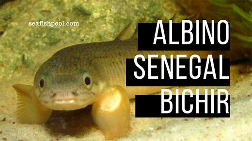 32 Albino Senegal Bichir Facts: Growth Rate, Full Grown, More - SeaFish