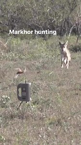 Markhor Hunting on Reels