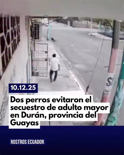 ¡HÉROES, HÉROES! 🐕👏 Dos perros evitaron que su dueño fuera secuestrado en el cantón #Durán, Guayas. El hecho ocurrió cuando cuatro sujetos descendieron de un vehículo e interceptaron al hombre para llevárselo a la fuerza. Sin embargo, la rápida reacción de los canes, que defendieron a su amo, impidió que los delincuentes ejecuten el delito. | Rostros Ecuador