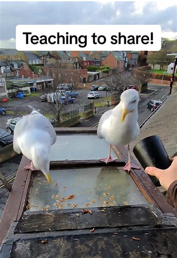 Feeding My Pet Seagull Named Steven