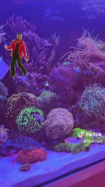 Exploring the Checkered-Board Wrasse in Tropical Reefs