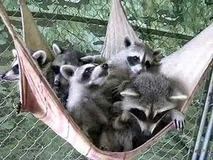 Raccoons in the hammock!