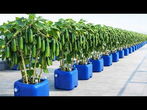 How I Grow Cucumbers on My Balcony – A Simple Container Method