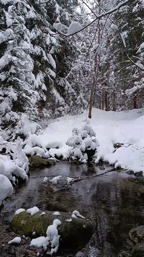 zima v lese ❄️ #winter #snow #foreststream