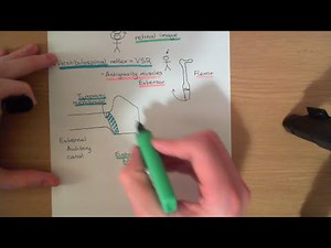 The Vestibular System Part 1