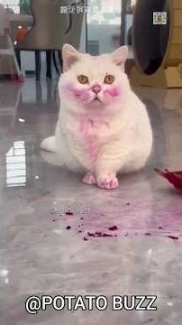 Cat Becomes Purple After Other Cats Rejected Her! 🥺💜#viral#cat