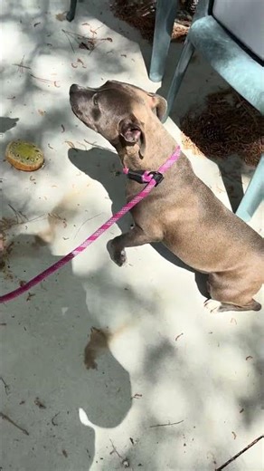 SCHS Beanie & Gypsy part 2