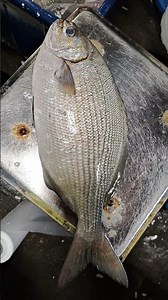 清晨基隆崁仔頂 宜蘭定置網的白毛(南方舵魚)