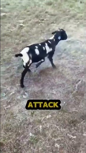 The Tragic Truth Behind Fainting Goats 🐐