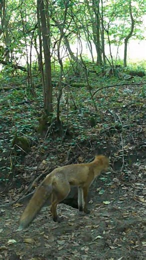 A Fox Checks Out a Den | What Did It Find?