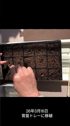 レタス栽培 １ 播種から発芽編