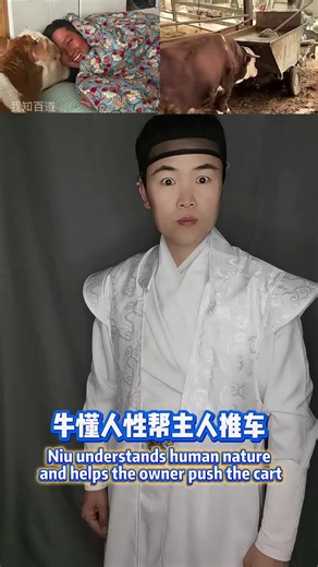 牛与主人的温馨互动