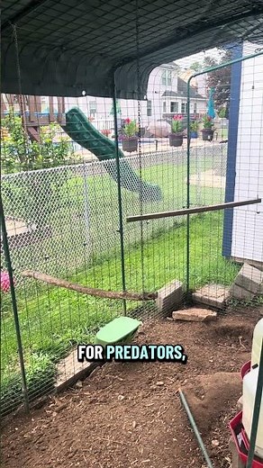 Why Your Chickens NEED Outdoor Perches (You’re Missing This!)