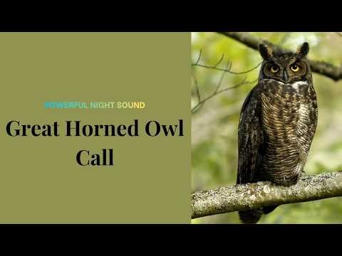 Great Horned Owl Sounds: Learn Their Iconic Hooting Call | Great Horned Owl Hooting in the Wild
