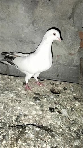 wo din bhi ayega 🕊️🕊️👈👍✅🥲💯👈#pigeon #utubeshorts #ytshorts