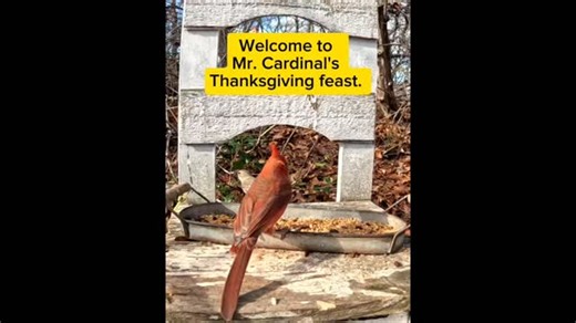 19 reactions | The woodland café is officially open, and Mr. Cardinal is playing host — welcoming every little birdie who stops by for the feast. ❤️旅 #birdsofinstagram #cardinals #backyardbirds #birdphotography #northforklife #longislandnature #savorjourney #wildlifephotography #birdlovers #naturemoments | Judy McCleery | Facebook