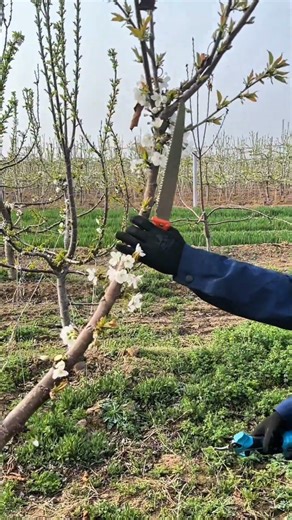 Cherry tree branches pruning process #satisfying #pruning #shorts #gardening
