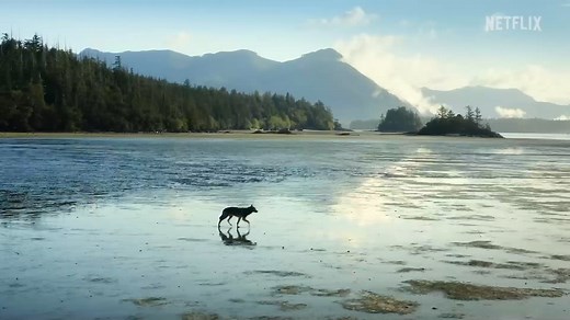 31K views · 576 reactions | Where the vast Pacific meets the wilderness of Canada lies a mysterious island, shrouded in mist and cloud, protected by some of the most violent seas in the world. Join Cedar the wolf, Spiro the eagle, Sky the sea otter, and the rest of their neighbors on Vancouver Island in this stunningly-shot narrative series, voiced by Will Arnett. | Netflix | Facebook