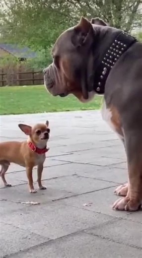 Golden Retriever's Funny Time-Out with Squeaky Chihuahua
