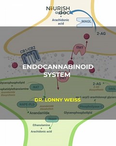 Endocannabinoid System CBD functions by acting on the body’s endocannabinoid system. This system’s key job is to maintain homeostasis and help the body adapt to external stressors.Dr. Lonny Weiss explains more about the endocannabinaoid system in huamns. #cbd #endocrine #brainhealrh #endocannabinoid #brain | NourishDoc