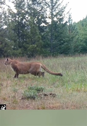 That’s not a paused screen… this mountain lion literally stands motionless like a statue. Predators don’t always chase, sometimes they just wait. 🐈‍⬛⛰️ #MountainLion #TrailCam #Wildlife #Hunting #Predator
